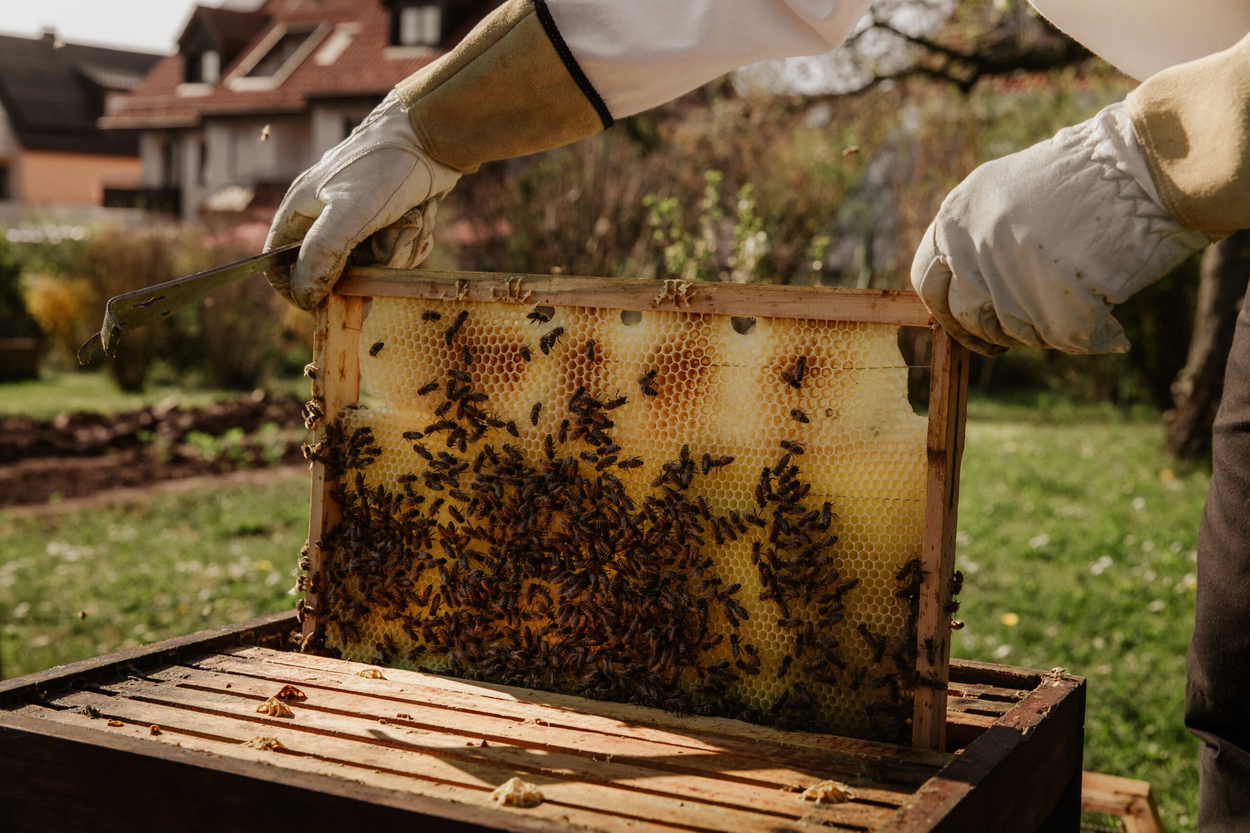 URBANO PČELARSTVO – OD VELIKOM ZNAČAJA ZA ODRŽIVE GRADOVE